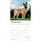 Belgian Malinois | 2026 12 x 24 Inch (Hanging) Monthly Square Wall Calendar | Plastic-Free